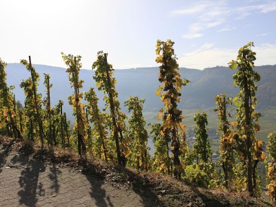 Holiday apartment Frick - Environment photo 30