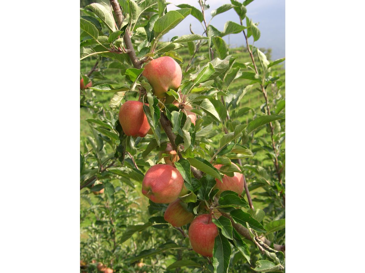 Holiday apartment Marigold - Vacation on the Farm - Outdoor photo 5