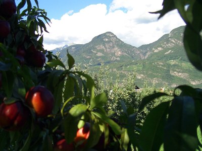 Holiday apartment Marigold - Vacation on the Farm - Environment photo 16