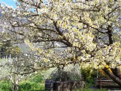 Holiday apartment Lavender - Holiday on the Farm - Outdoor photo 5