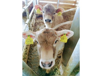 Holiday apartment Abendsonne - Outdoor photo 10