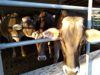 Holiday apartment Abendsonne - Outdoor photo 11