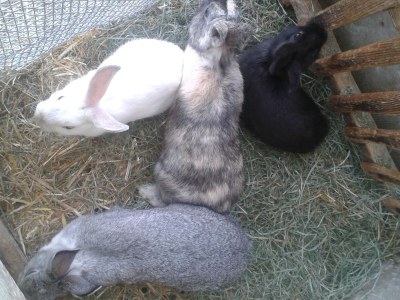 Holiday apartment Abendsonne - Environment photo 27