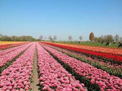 Holiday house Wellness Home by Dutch Coast with Sauna - Outdoor photo 9