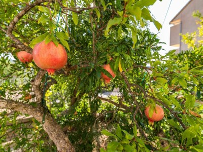 Apartment Charming studio apartment in Bilice - Outdoor photo 4