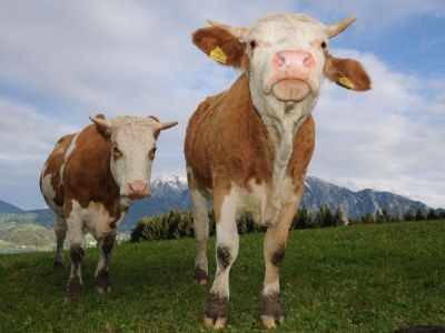 Holiday house "Margarethengut" - Outdoor photo 7