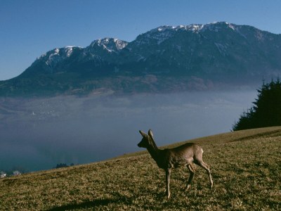 Holiday house "Margarethengut" - Outdoor photo 10