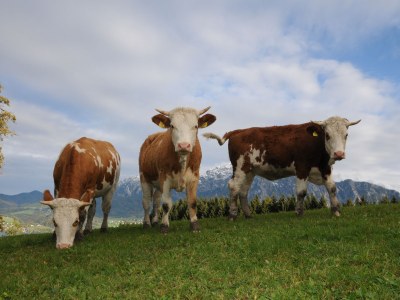 Holiday house "Margarethengut" - Environment photo 30