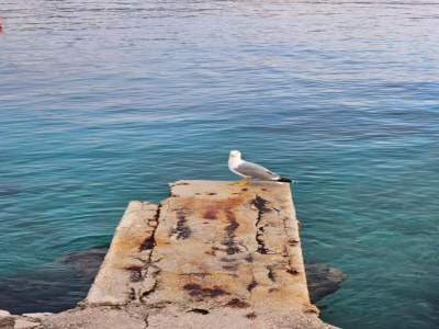 Apartment Inviting studio apartment in Primošten - Environment photo 34