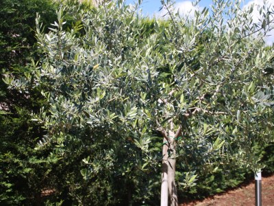 Holiday apartment Idylle Oase - Environment photo 20