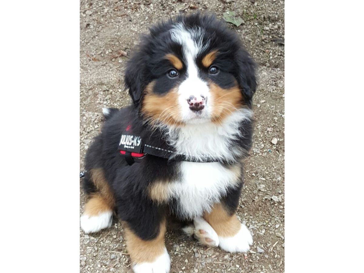 Holiday apartment Jonas close to Nürburgring