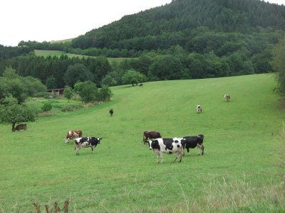 Holiday apartment Jonas close to Nürburgring - Environment photo 15