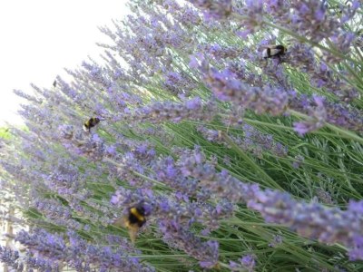 Apartment Wohnung in Pašman nahe Adriastrand - Environment photo 25