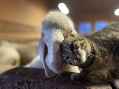 Holiday apartment Gala - Bauernhof Stadlgut - Outdoor photo 11