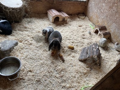 Holiday apartment Gala - Bauernhof Stadlgut - Outdoor photo 13