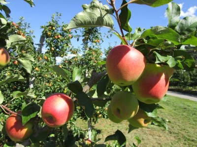 Holiday apartment Gala - Bauernhof Stadlgut - Outdoor photo 20