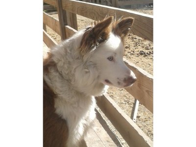 Holiday apartment Gala - Bauernhof Stadlgut - Environment photo 26