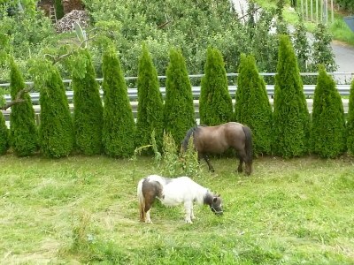 Holiday apartment Gala - Bauernhof Stadlgut - Environment photo 27
