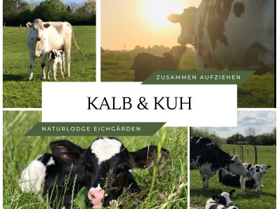 Holiday house Naturlodge Eichgården - Environment photo 37