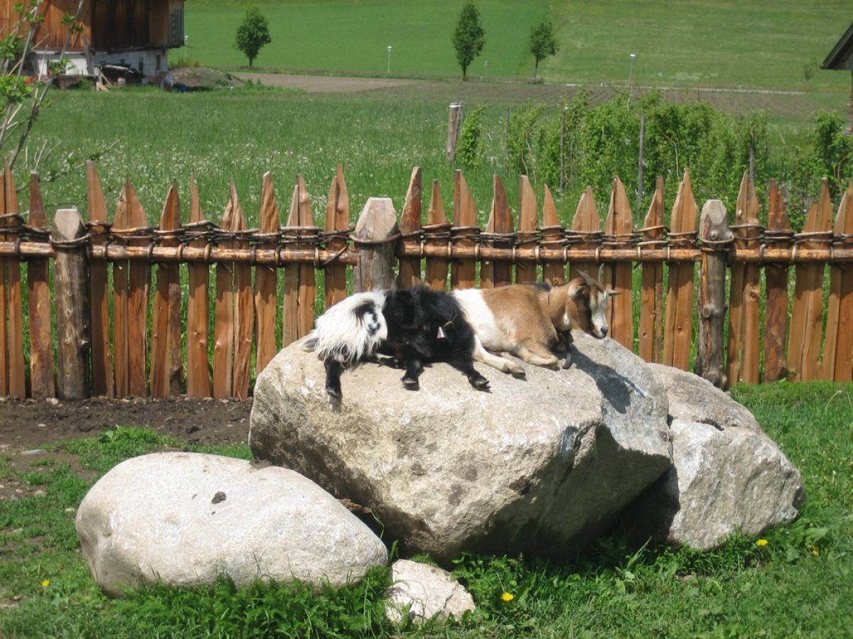 Farmhouse Farmerhof Farm Holiday - Outdoor photo 5