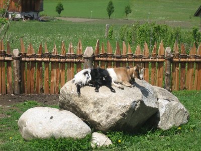 Farmhouse Farmerhof Farm Holiday - Outdoor photo 5