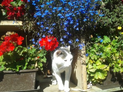 Farmhouse Farmerhof Farm Holiday - Outdoor photo 7