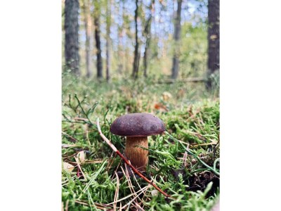 Holiday house Landhaus Speck Haus 2 - Environment photo 27