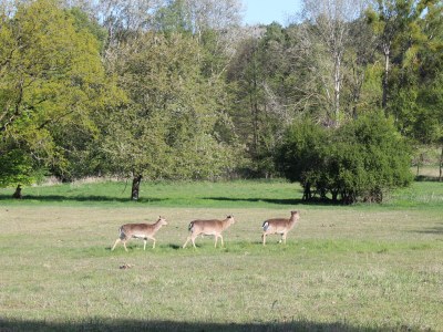 Holiday house Landhaus Speck Haus 2 - Environment photo 31