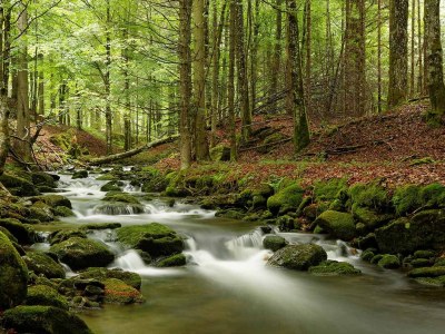 Holiday apartment in a cottage near the national park - Environment photo 27