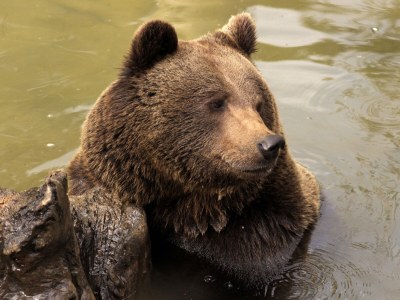 Holiday apartment in a cottage near the national park - Environment photo 29