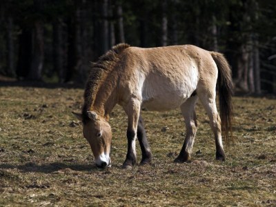 Holiday apartment in a cottage near the national park - Environment photo 30