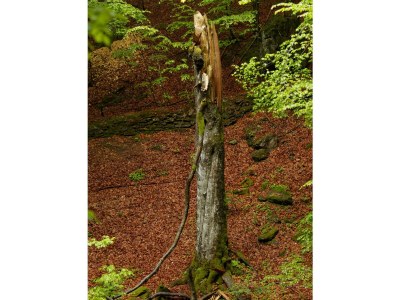 Holiday apartment in a cottage near the national park - Environment photo 31