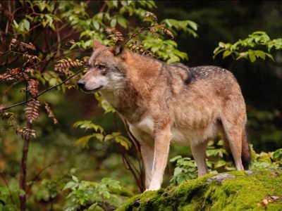 Holiday apartment in a cottage near the national park - Environment photo 33