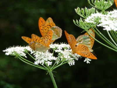 Holiday apartment St. Christoph im RÃ¶schhof - Environment photo 24