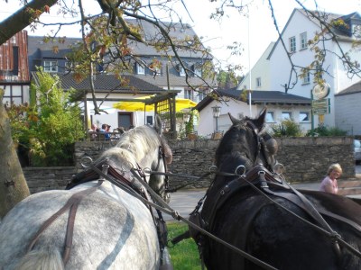 Holiday apartment "Bernkastel Moselle Panorama" - Environment photo 18