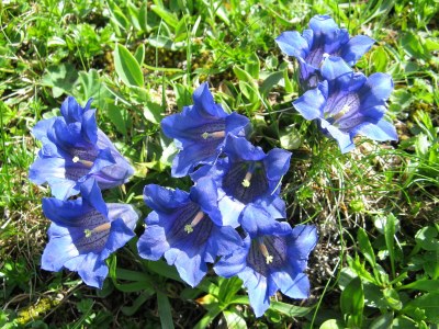 Holiday apartment Herz Romy Edelweiss - Outdoor photo 11