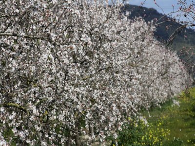 Apartment 034 Finca Ballester ETV5242 von Mallorca Charme - Outdoor photo 37