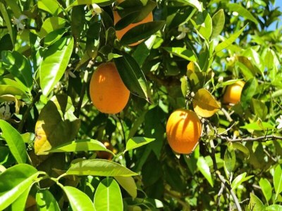 Apartment 128 Finca Son Rossinyol ETV/10657 bei Mallorca Char - Outdoor photo 21