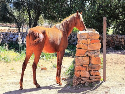 Apartment Haus in Son Serra de Marina - Outdoor photo 16