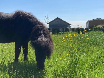 Holiday house Cottages in Friesland with Farm Experience - Outdoor photo 3