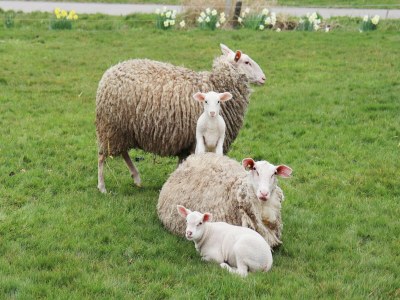 Holiday house Cottages in Friesland with Farm Experience - Environment photo 32