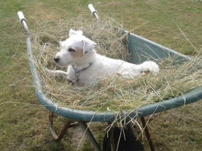 Holiday house VZ890 Vakantiehuis in Renesse - Outdoor photo 19