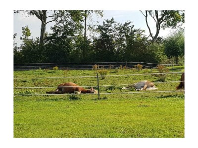 Holiday house VZ890 Vakantiehuis in Renesse - Outdoor photo 24