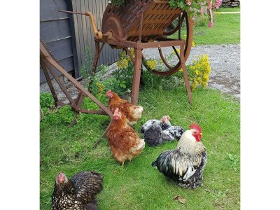 Holiday house VZ890 Vakantiehuis in Renesse - Outdoor photo 29