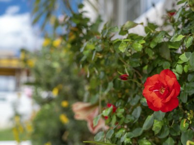 Villa FU1 - Environment photo 68