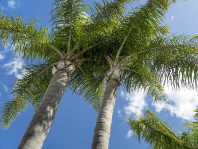 Villa FU1 - Environment photo 75