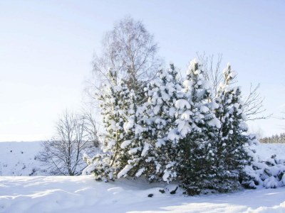 Apartment Apartment in Braunlage - Outdoor photo 45