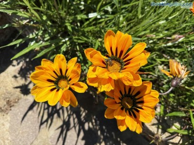 Apartment COSTA DEI TRAMONTI - Outdoor photo 11