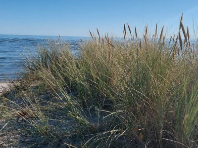 Holiday house 6 Personen Ferienhaus in Hals - Outdoor photo 35