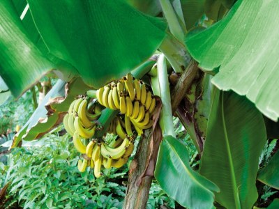 caravan Mobile Home im Tropical Islands Resort - Outdoor photo 29